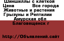 Шиншиллы с клеткой › Цена ­ 8 000 - Все города Животные и растения » Грызуны и Рептилии   . Амурская обл.,Благовещенск г.